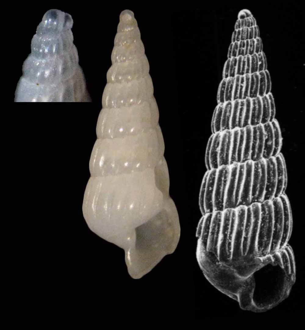 turbonilla pseudogradata?